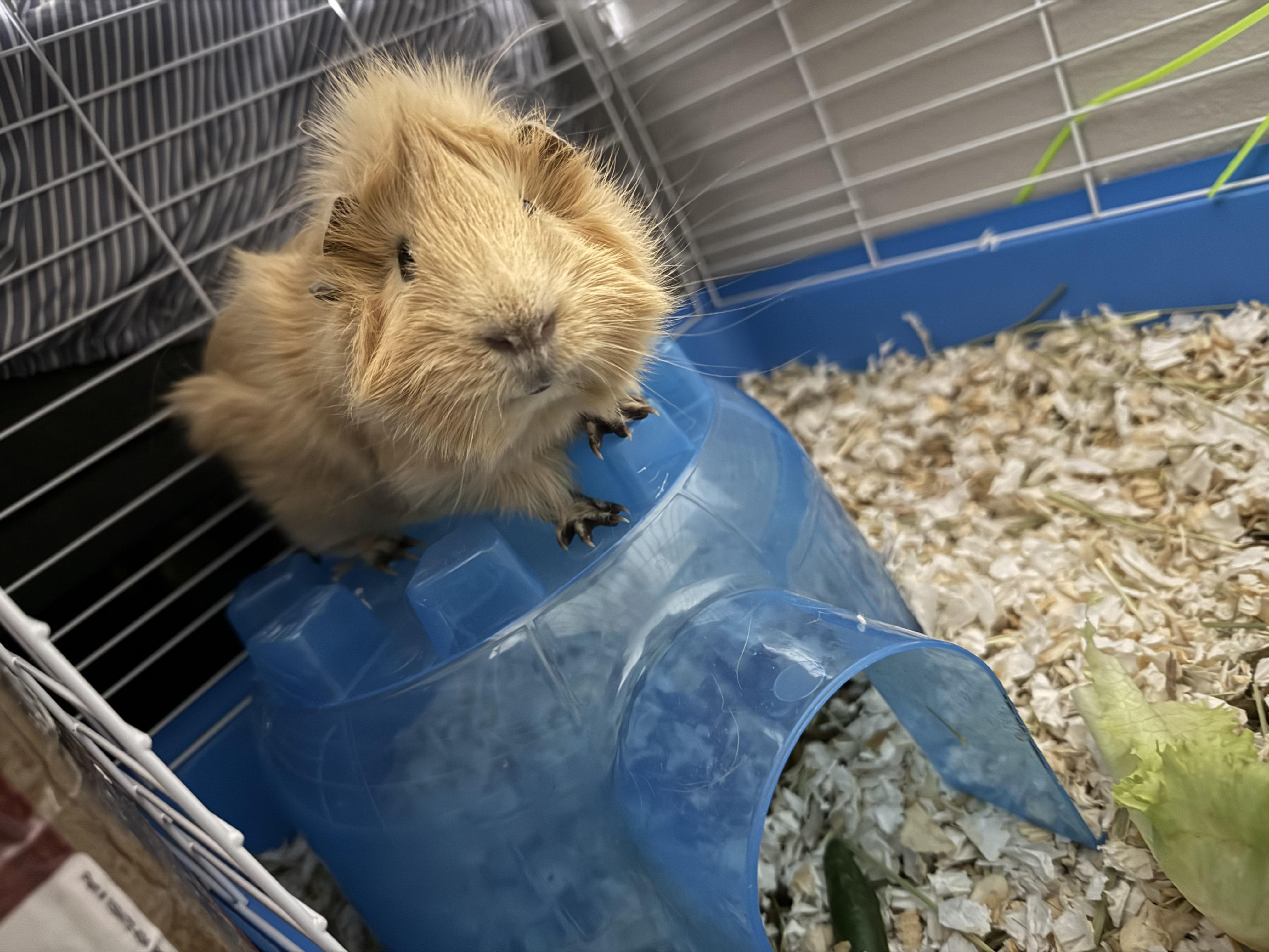 Tyrone, an adopted Guinea Pig in West Chester, OH image 2/2