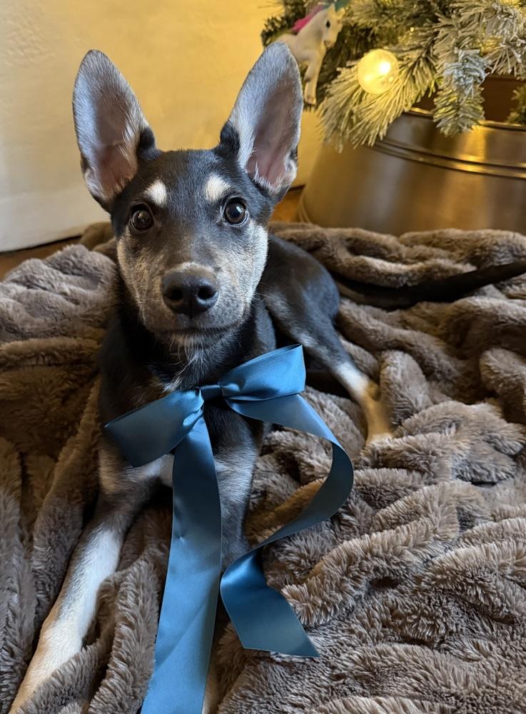 Smidge, a Adoptable mixed breed in Pleasant Hill, CA image 1/6