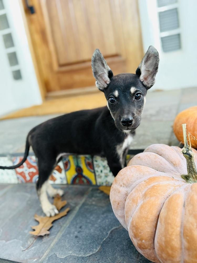 Smidge, Adoptable, Puppy Male German Shepherd Dog & Husky.
