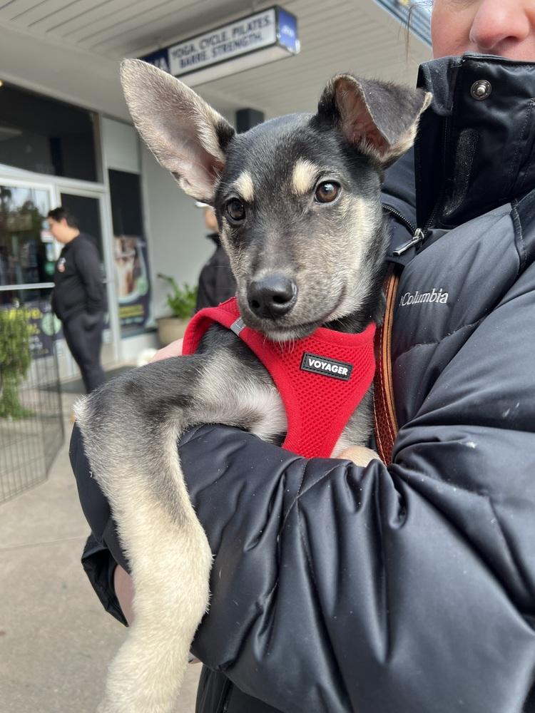 Smidge, a Adoptable mixed breed in Pleasant Hill, CA image 3/6