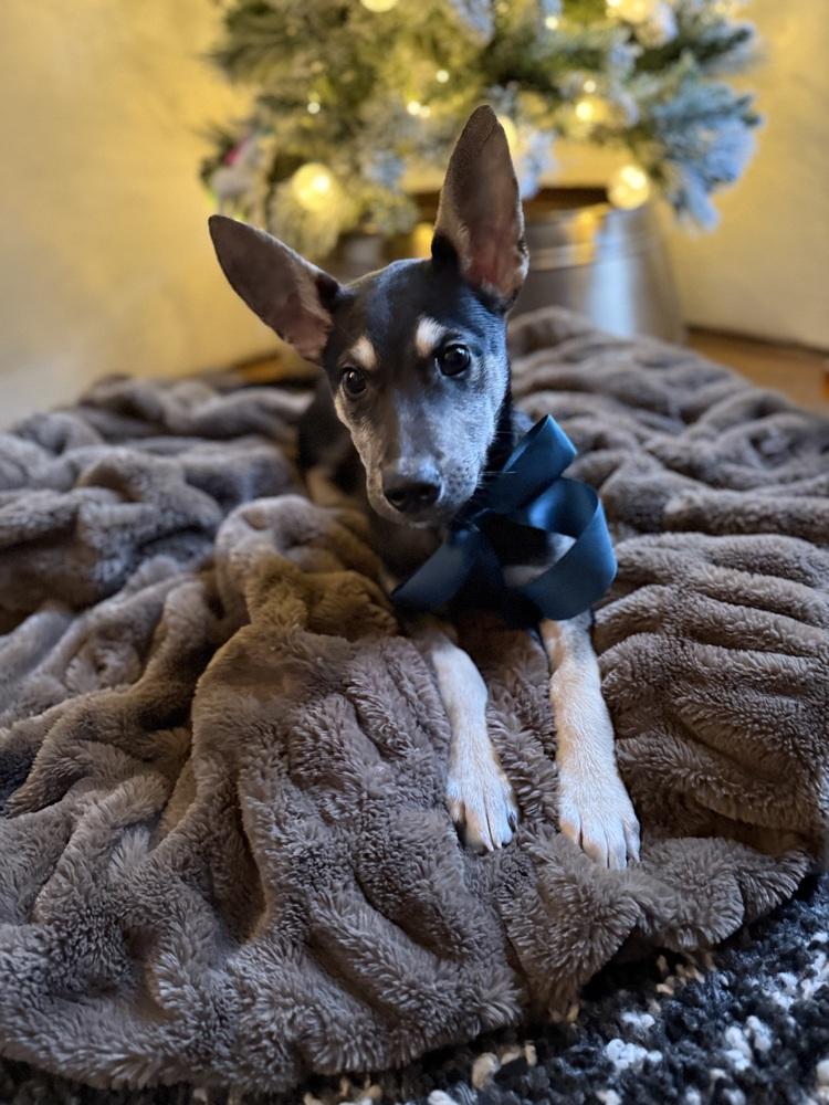 Smidge, a Adoptable mixed breed in Pleasant Hill, CA image 4/6