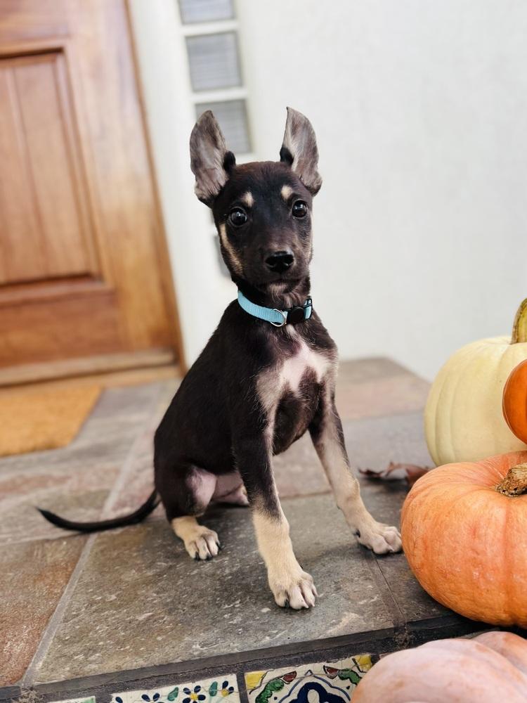Smidge, a Adoptable mixed breed in Pleasant Hill, CA image 5/6