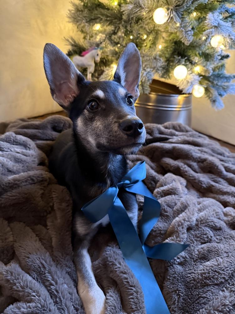 Smidge, a Adoptable mixed breed in Pleasant Hill, CA image 6/6