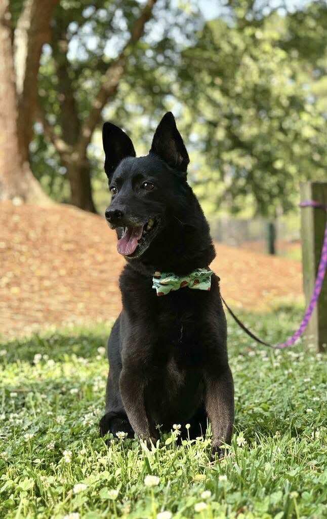 Merlin Fitzpatrick, a Adoptable mixed breed in Charlotte, NC image 4/5