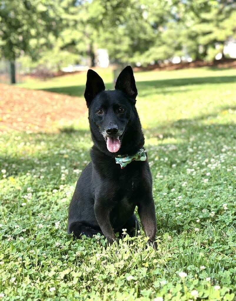Merlin Fitzpatrick, a Adoptable mixed breed in Charlotte, NC image 5/5
