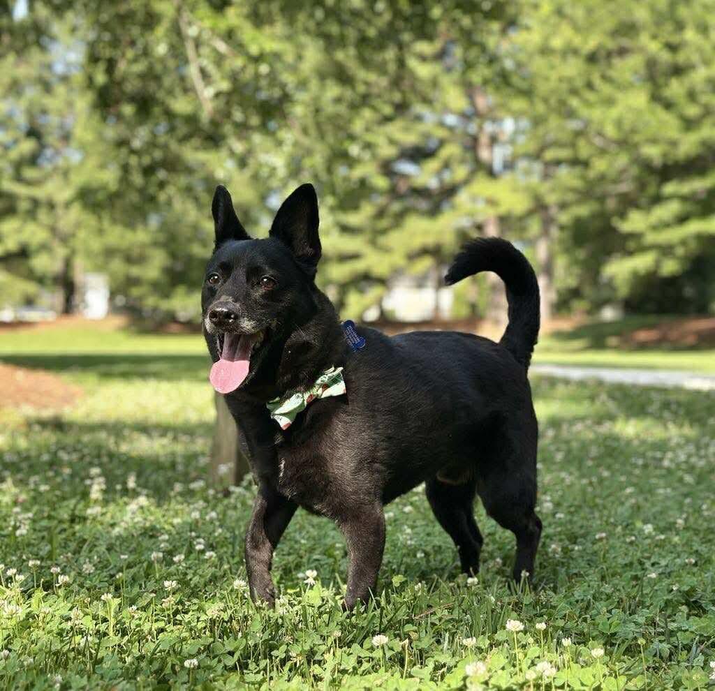 Merlin Fitzpatrick, a Adoptable mixed breed in Charlotte, NC image 3/5