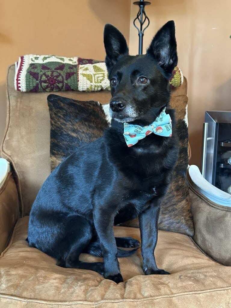 Merlin Fitzpatrick, a Adoptable mixed breed in Charlotte, NC image 1/5