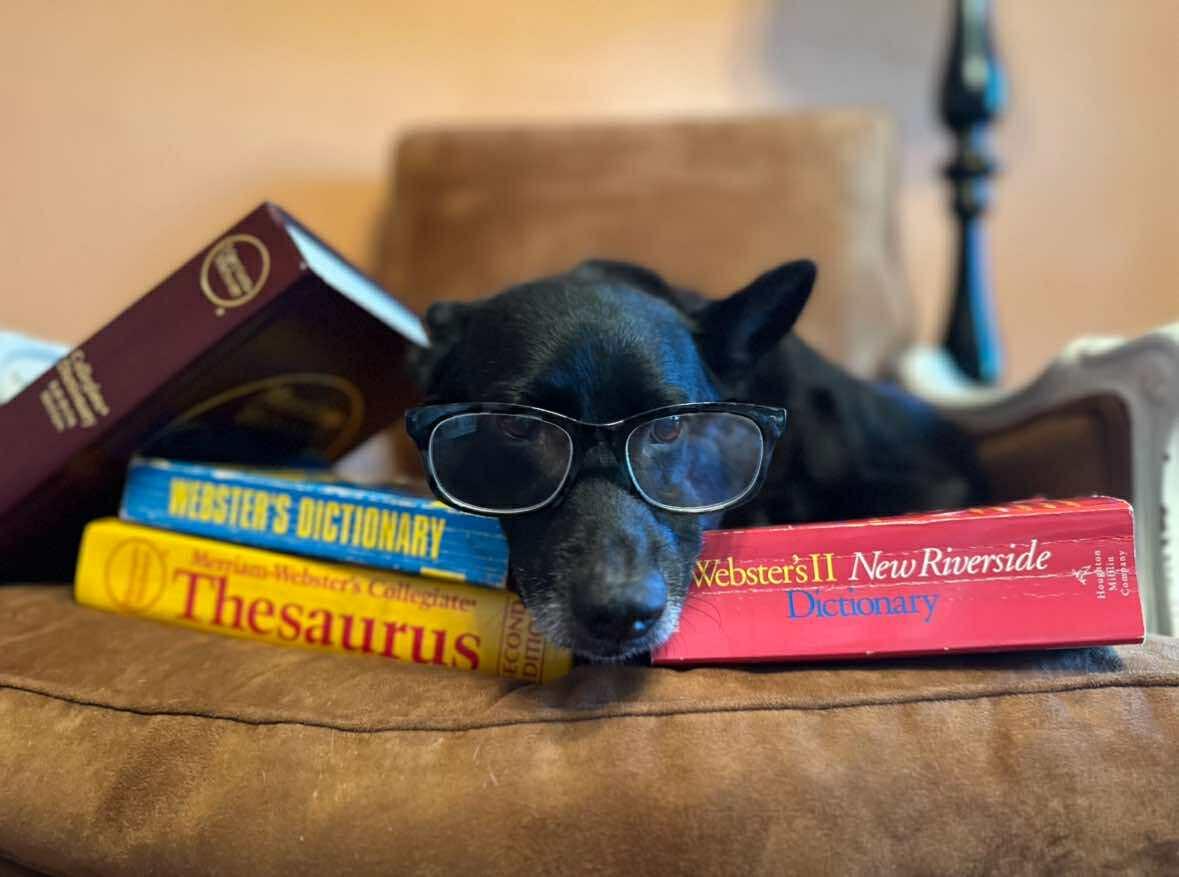 Merlin Fitzpatrick, a Adoptable mixed breed in Charlotte, NC image 2/5