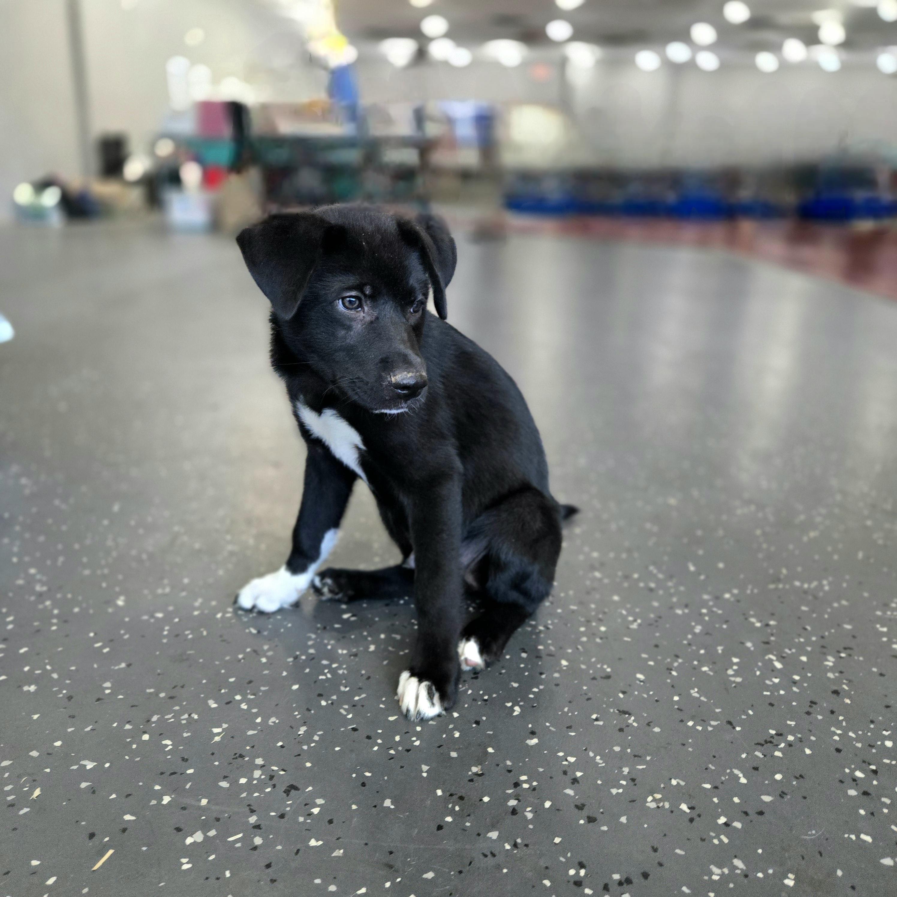 Enlarge Q-Tip, an adoptable mixed breed in Oviedo, FL image 3/3
