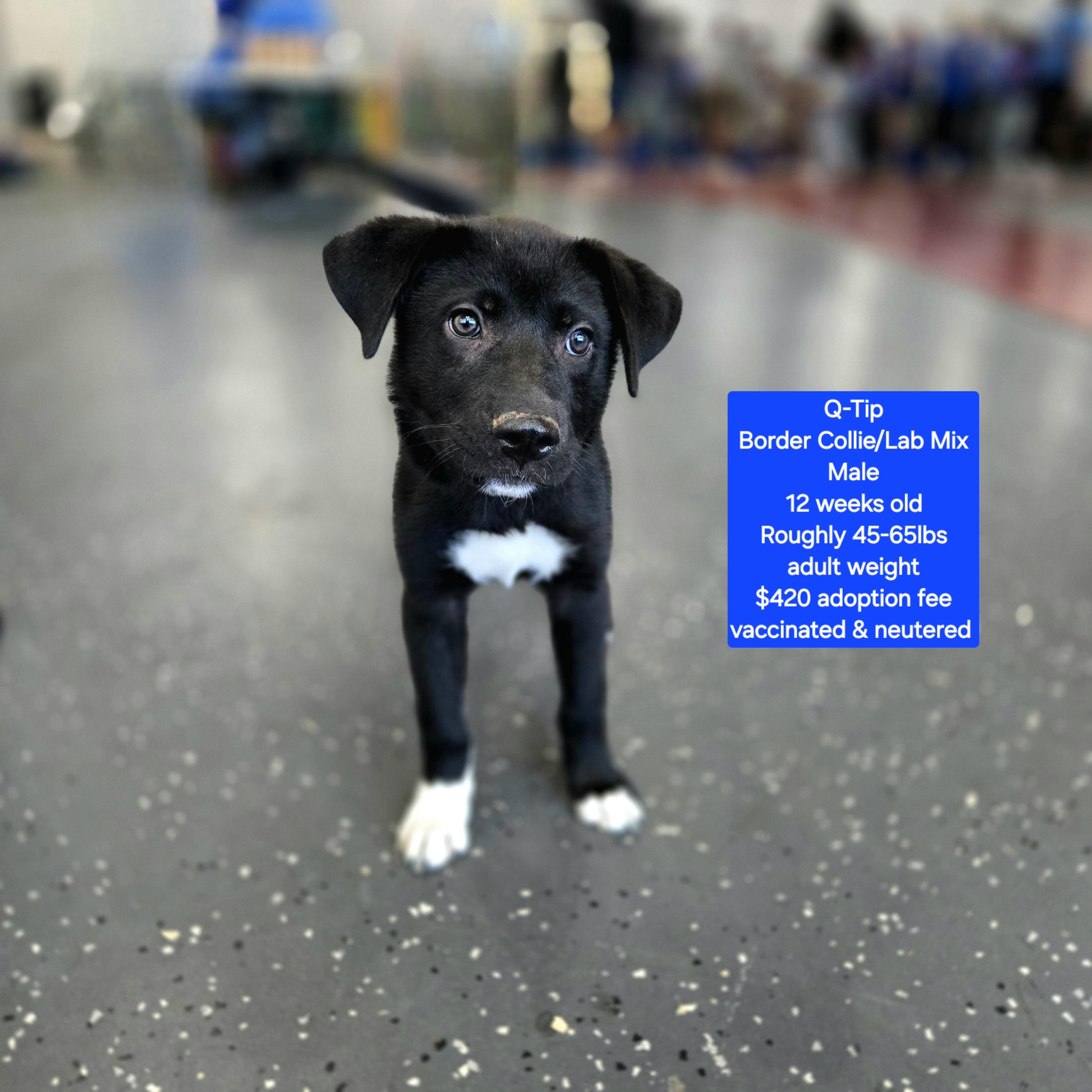 Enlarge Q-Tip, an adoptable mixed breed in Oviedo, FL image 1/3