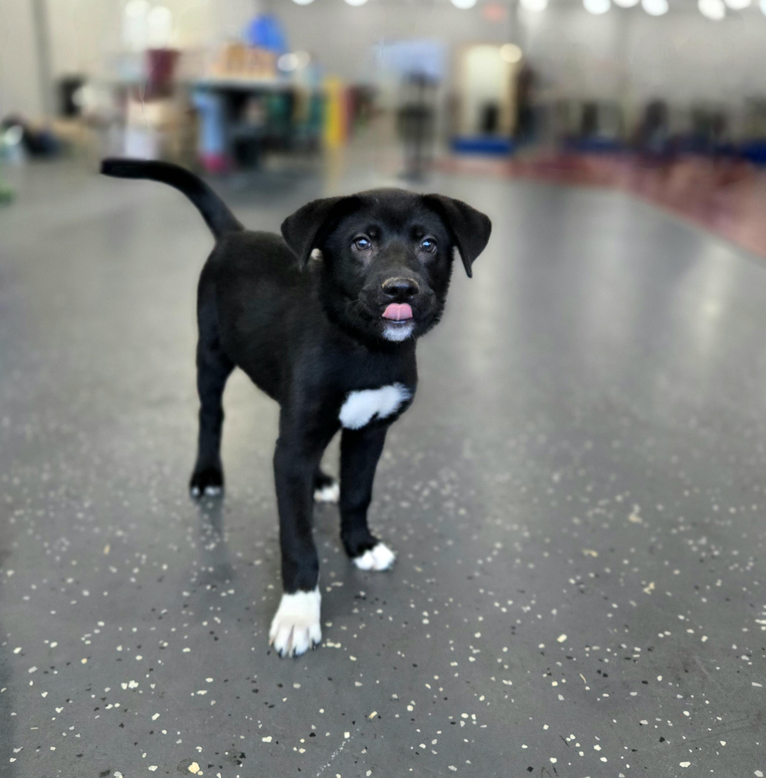 Enlarge Q-Tip, an adoptable mixed breed in Oviedo, FL image 2/3