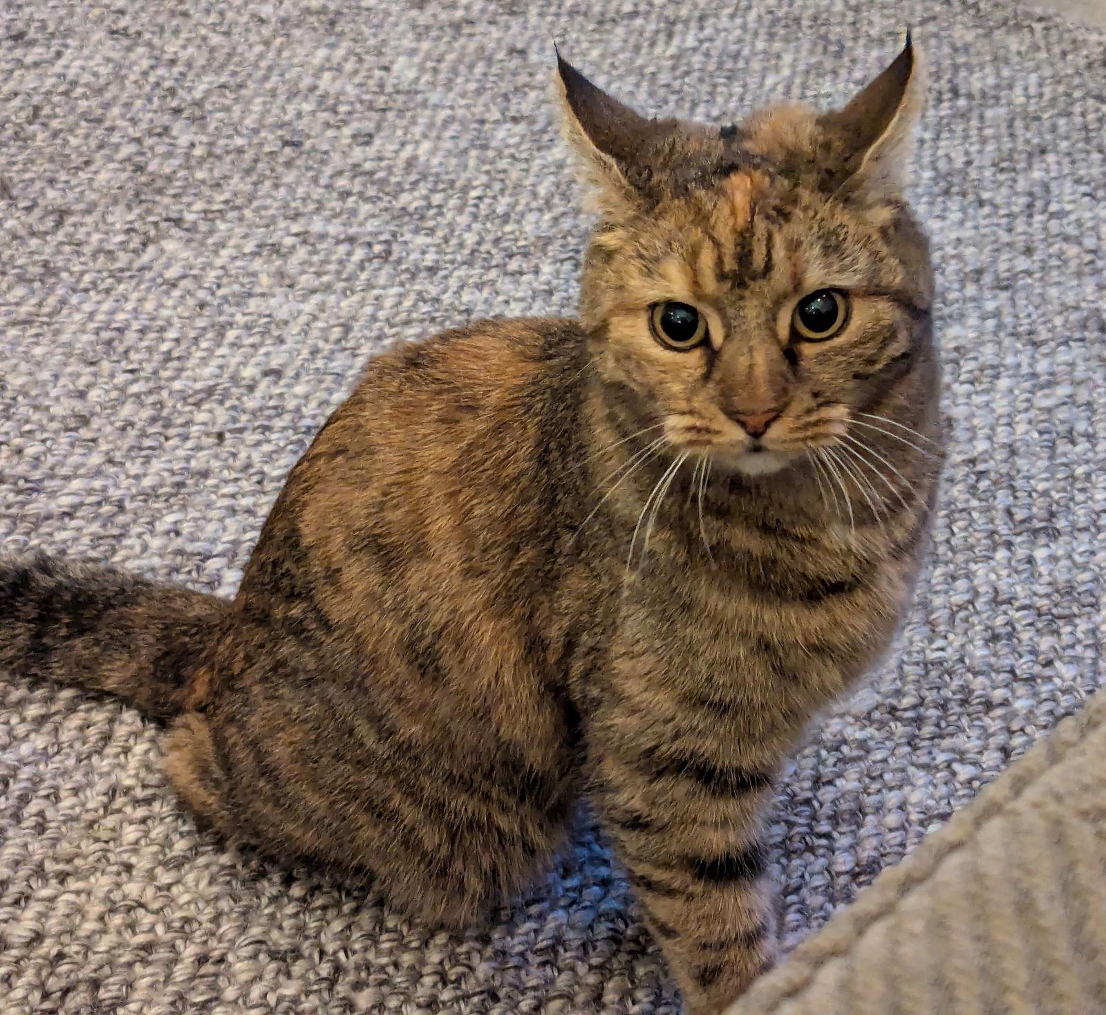 Enlarge Peanut, a Adoptable Domestic Short Hair in Herndon, VA image 1/3