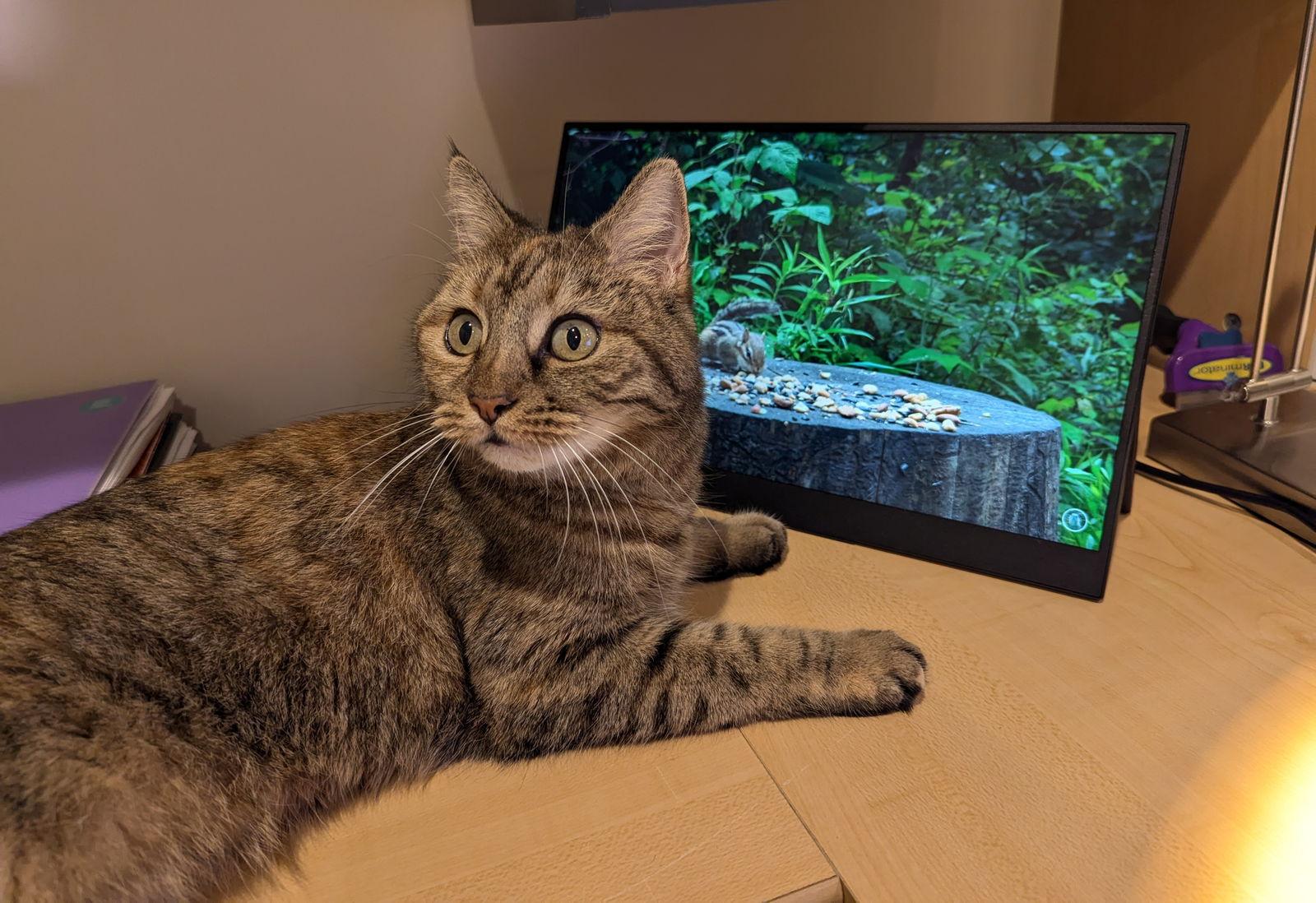 Peanut, Adoptable, Senior Female Domestic Short Hair.