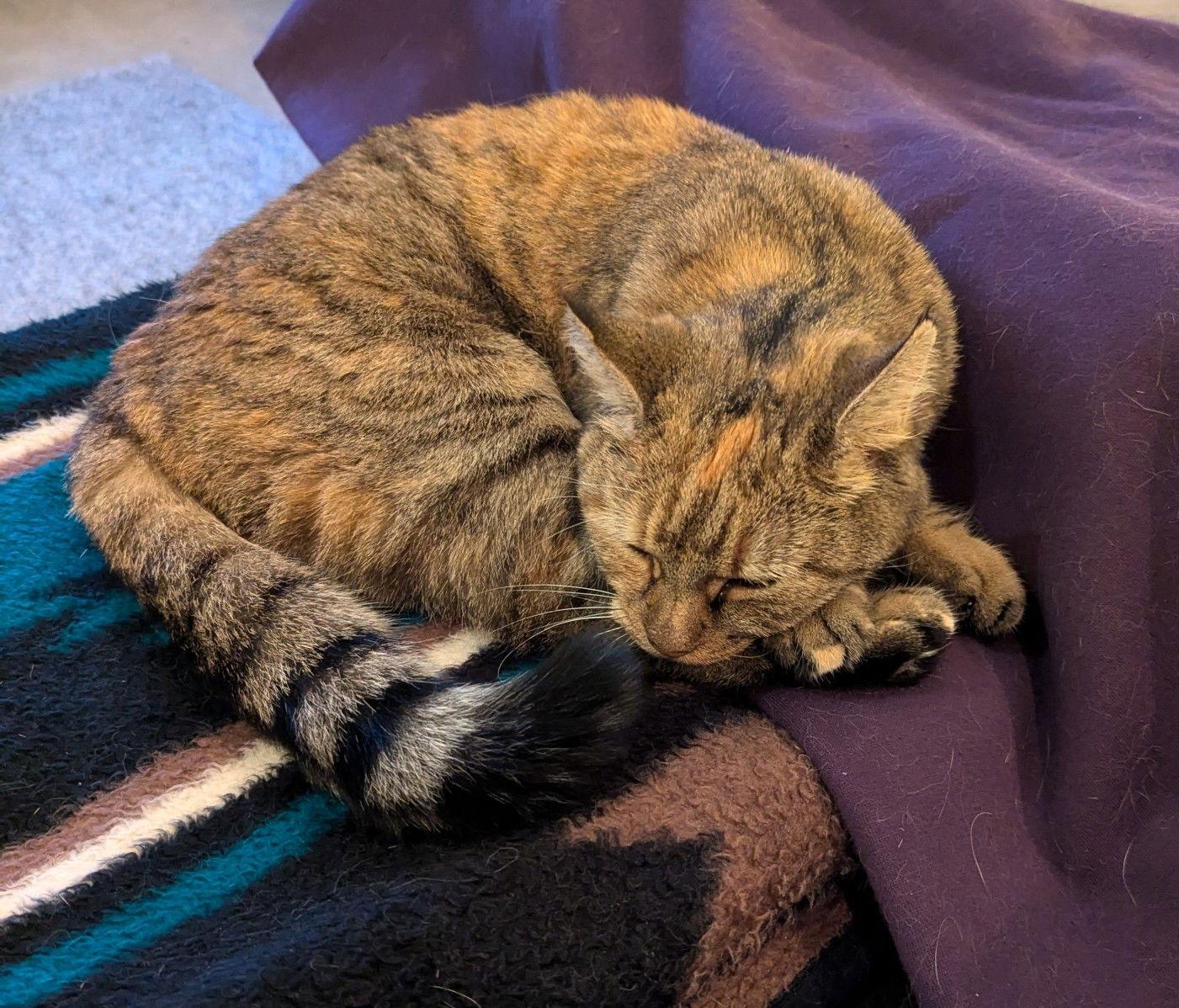 Enlarge Peanut, a Adoptable Domestic Short Hair in Herndon, VA image 3/3