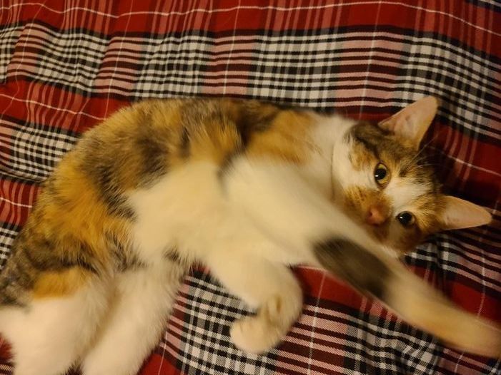 Enlarge Brandy Alexandra, a Adoptable Calico in Schererville, IN image 1/2