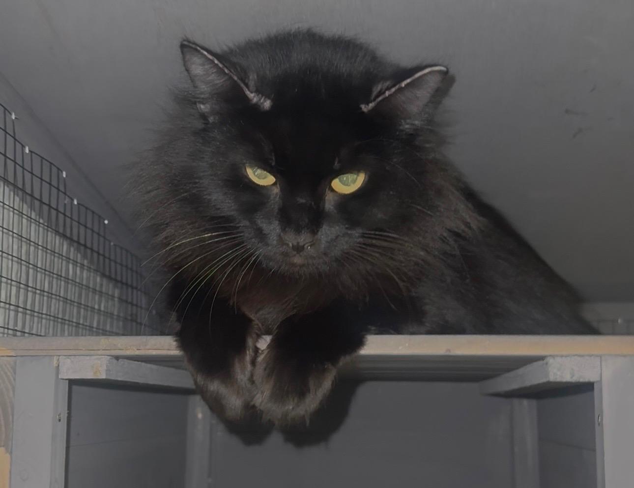 Godiva, ADOPTABLE, Adult Female Ragdoll & American Shorthair.