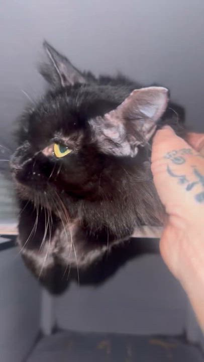 Enlarge Godiva, a Adoptable mixed breed in Palm City, FL video 3/3