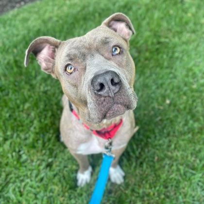 Bay, Adoptable, Adult Female Mixed Breed & Mixed Breed.