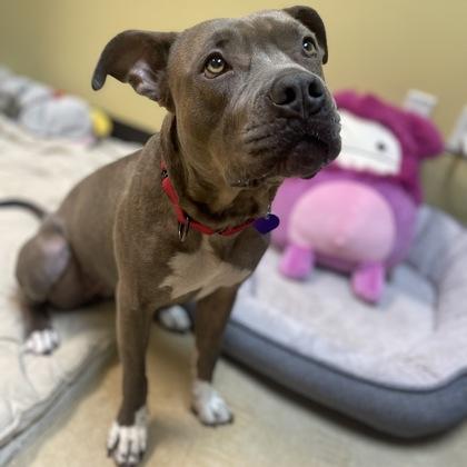Enlarge Bay, a Adoptable mixed breed in Merriam, KS image 2/3