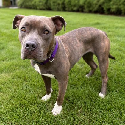 Enlarge Bay, a Adoptable mixed breed in Merriam, KS image 3/3