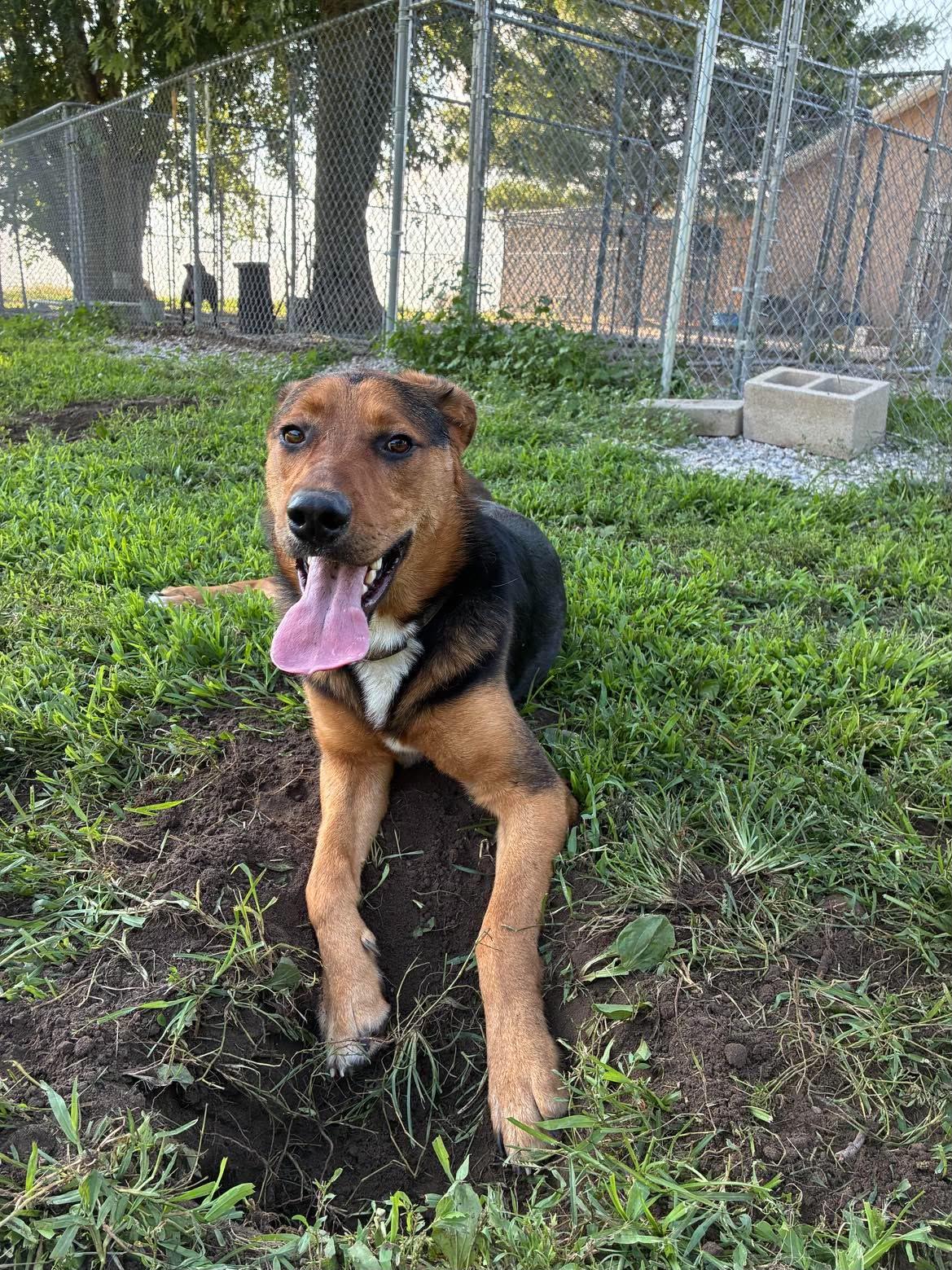 Duke, a ADOPTABLE German Shepherd Dog in Mason City, IL image 4/5