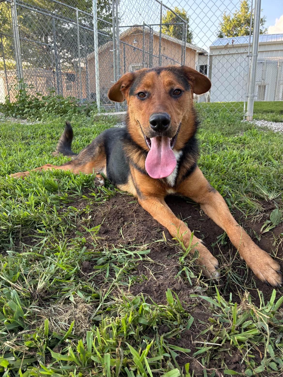 Duke, ADOPTABLE, Young Male German Shepherd Dog.