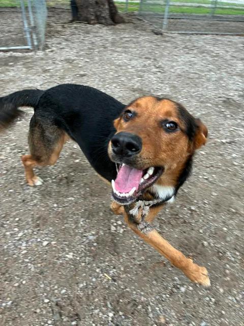 Duke, a ADOPTABLE German Shepherd Dog in Mason City, IL image 5/5