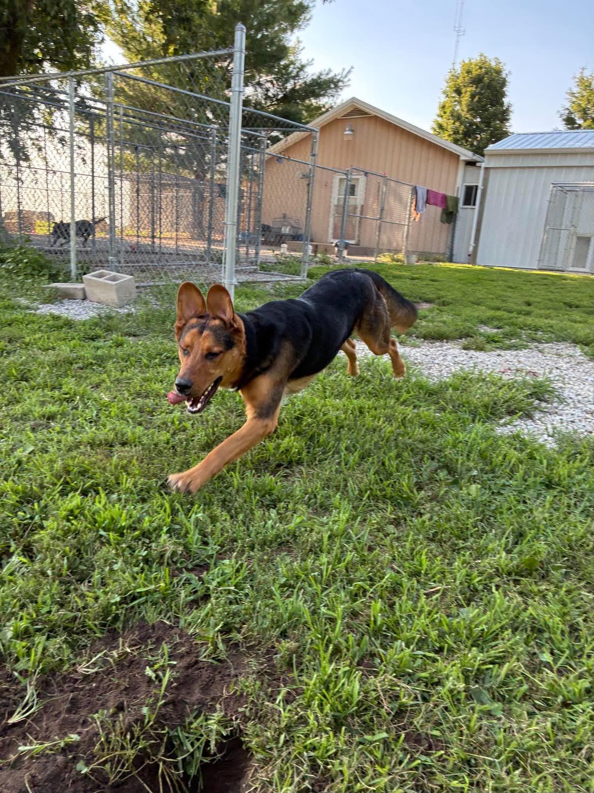 Duke, a ADOPTABLE German Shepherd Dog in Mason City, IL image 3/5