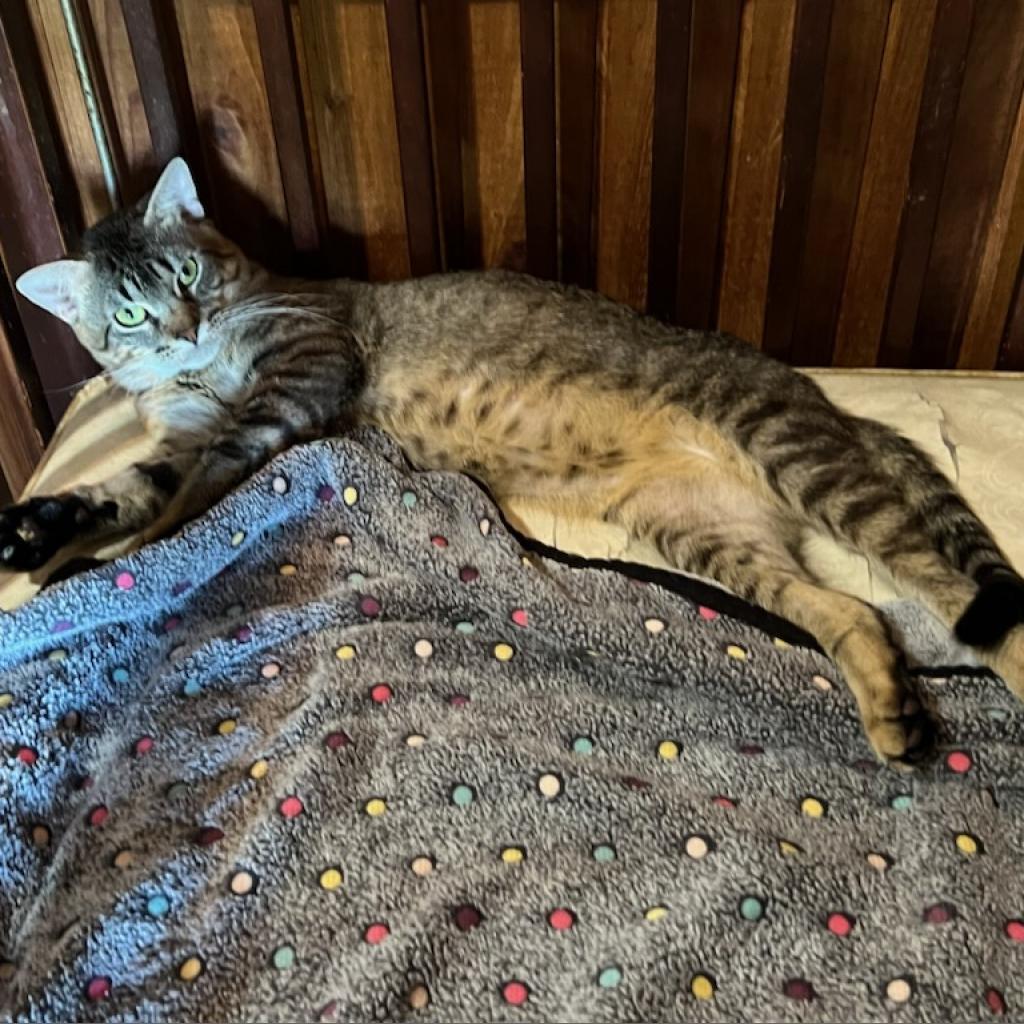 Jack, Adoptable, Adult Male Domestic Short Hair.