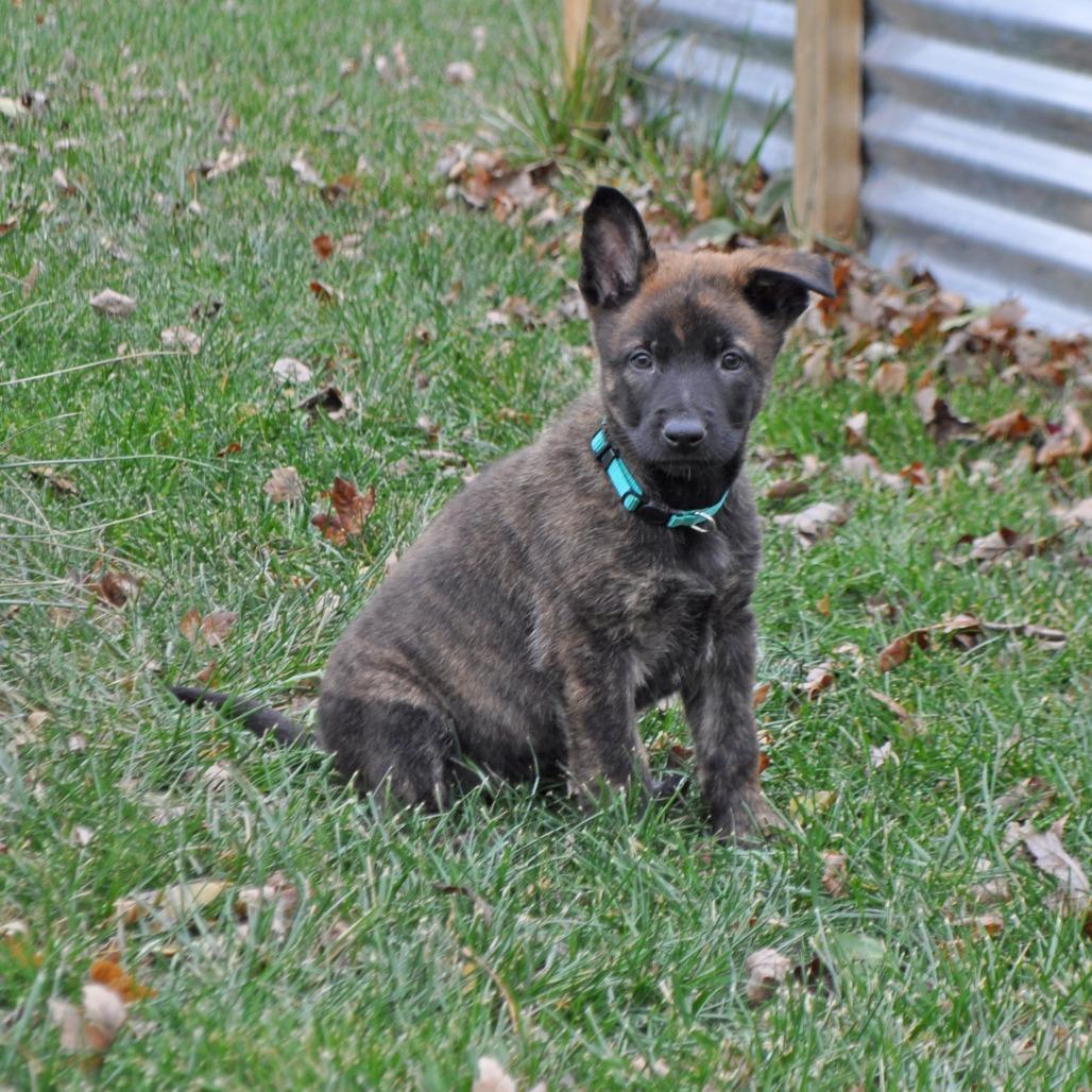 Gloria, Adoptable, Puppy Female German Shepherd Dog.