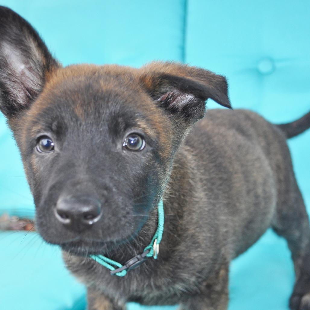 Enlarge Gloria, a Adoptable German Shepherd Dog in Van Horne, IA image 2/6