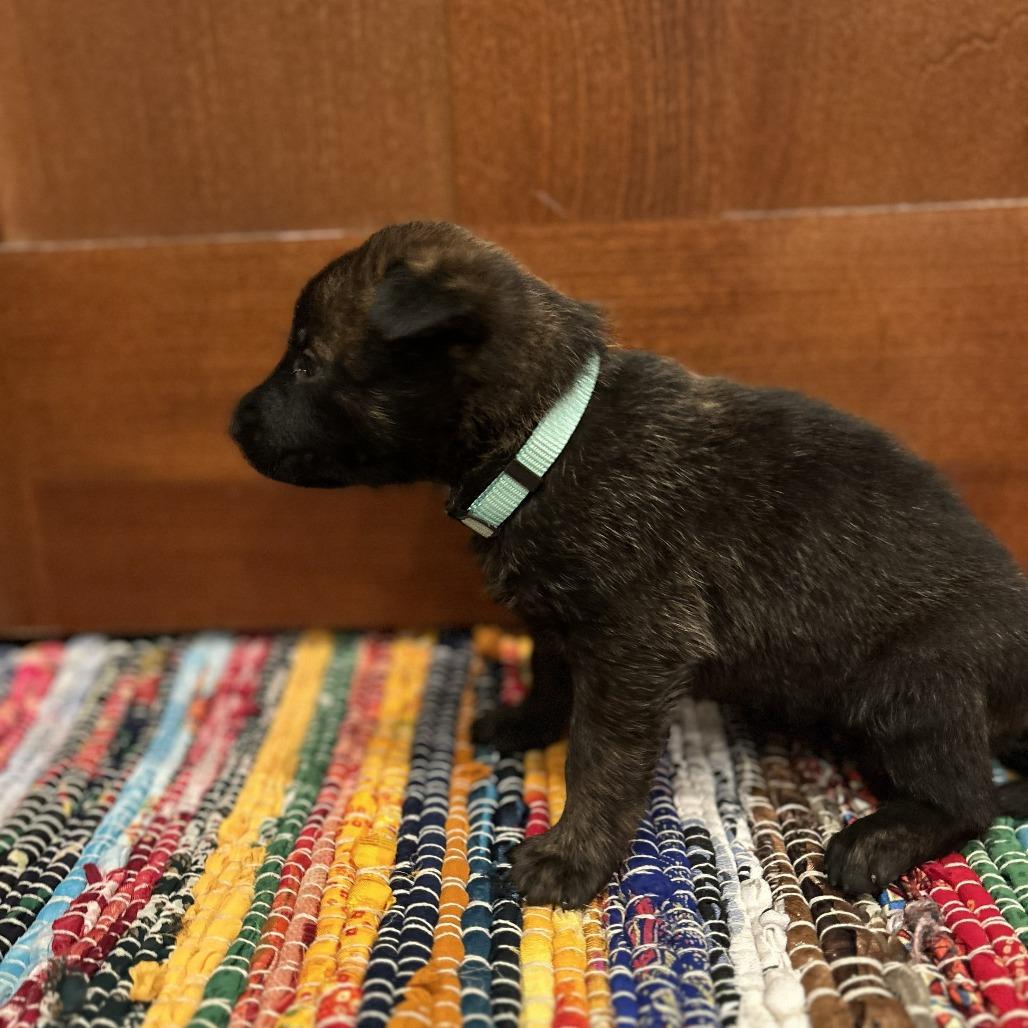 Enlarge Gloria, a Adoptable German Shepherd Dog in Van Horne, IA image 3/6