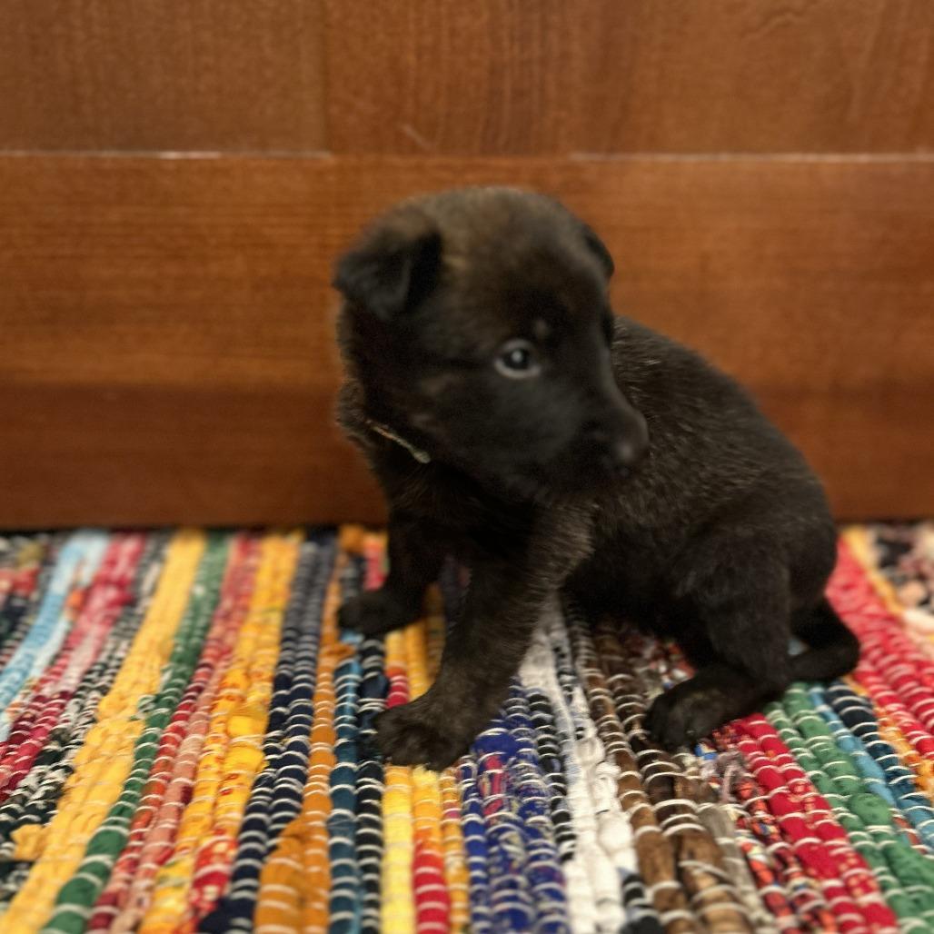 Enlarge Gloria, a Adoptable German Shepherd Dog in Van Horne, IA image 4/6