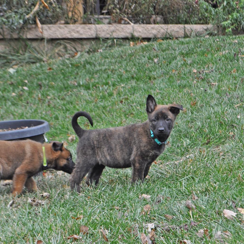 Enlarge Gloria, a Adoptable German Shepherd Dog in Van Horne, IA image 6/6