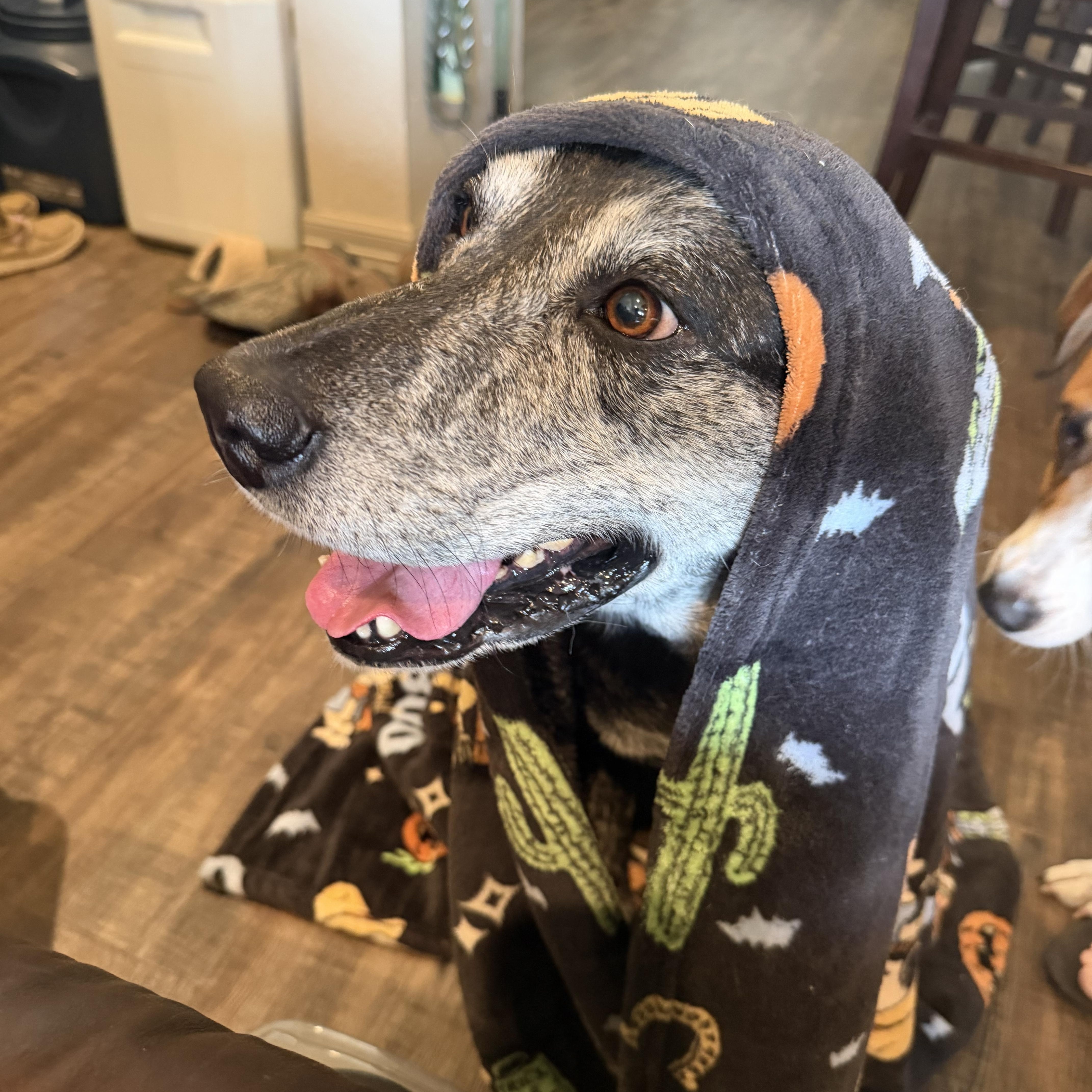 Enlarge Gus-Gus, a Adoptable mixed breed in Rochester, NY image 3/6