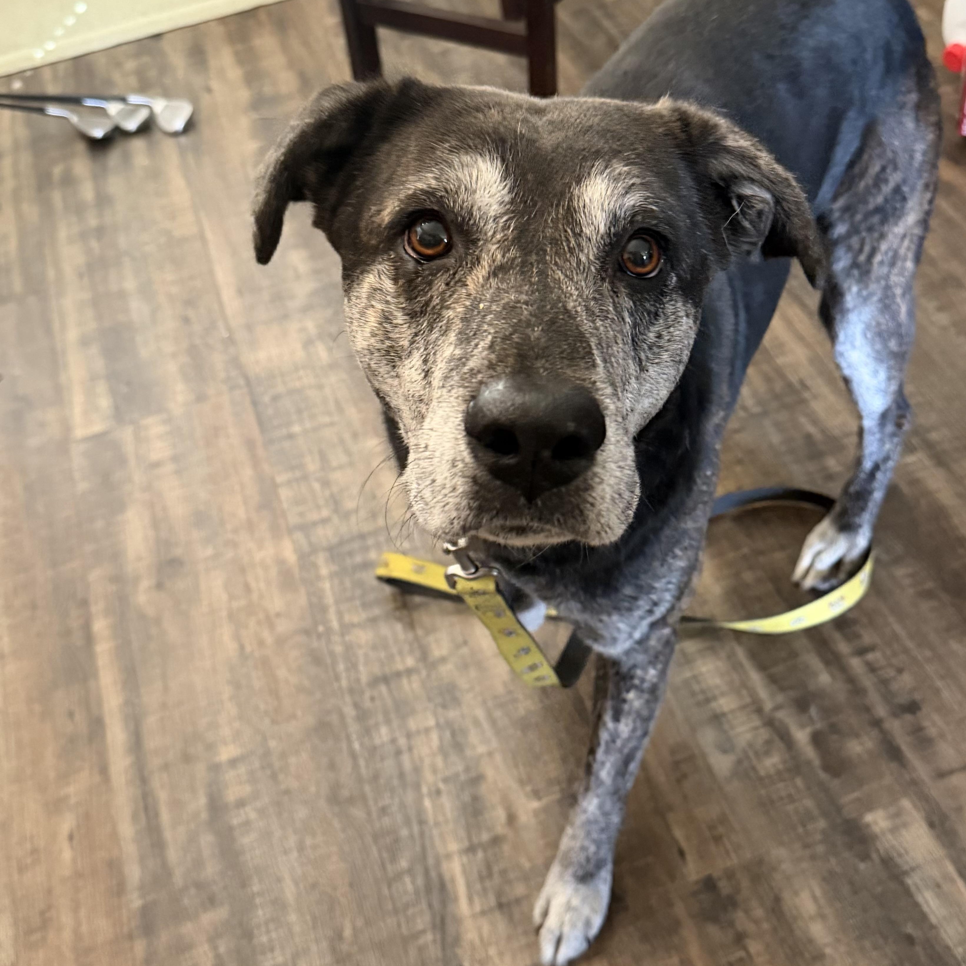 Enlarge Gus-Gus, a Adoptable mixed breed in Rochester, NY image 1/6