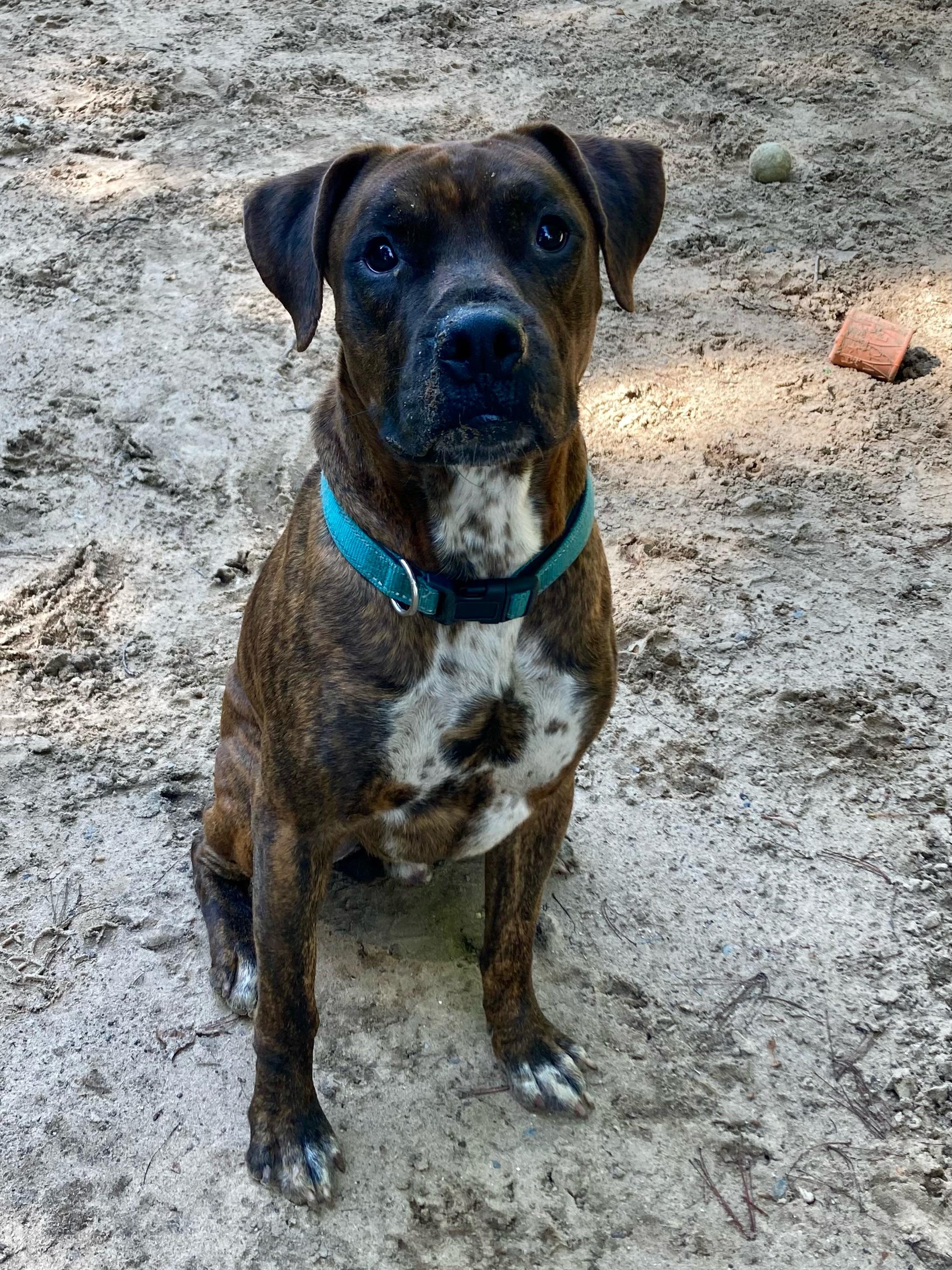 Chenzo, an adoptable Boxer in Big Rapids, MI, 49307 | Photo Image 3