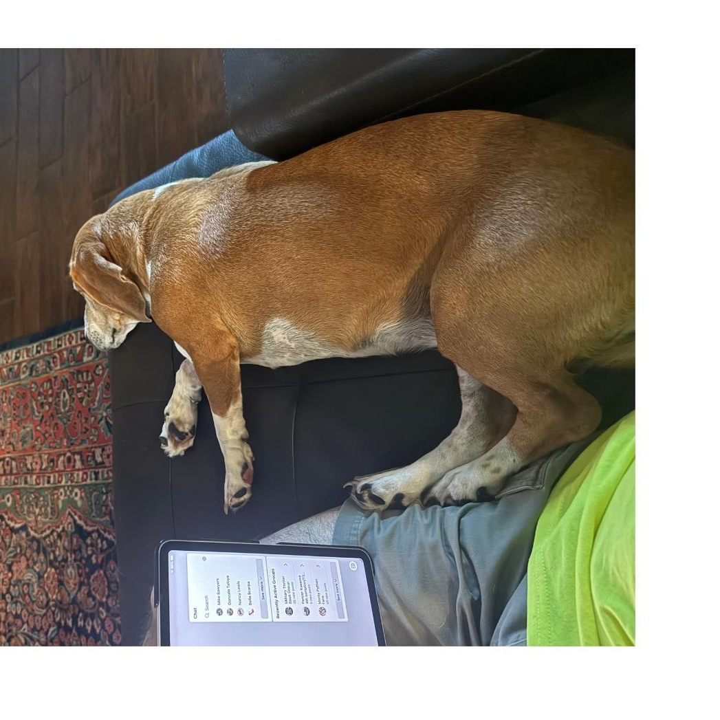 Willa, a ADOPTABLE Basset Hound in Auburndale, FL image 2/3