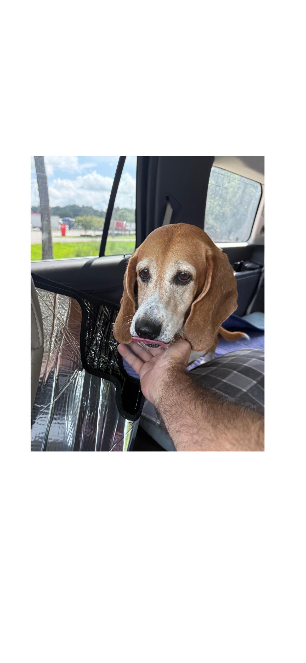 Willa, a ADOPTABLE Basset Hound in Auburndale, FL image 3/3