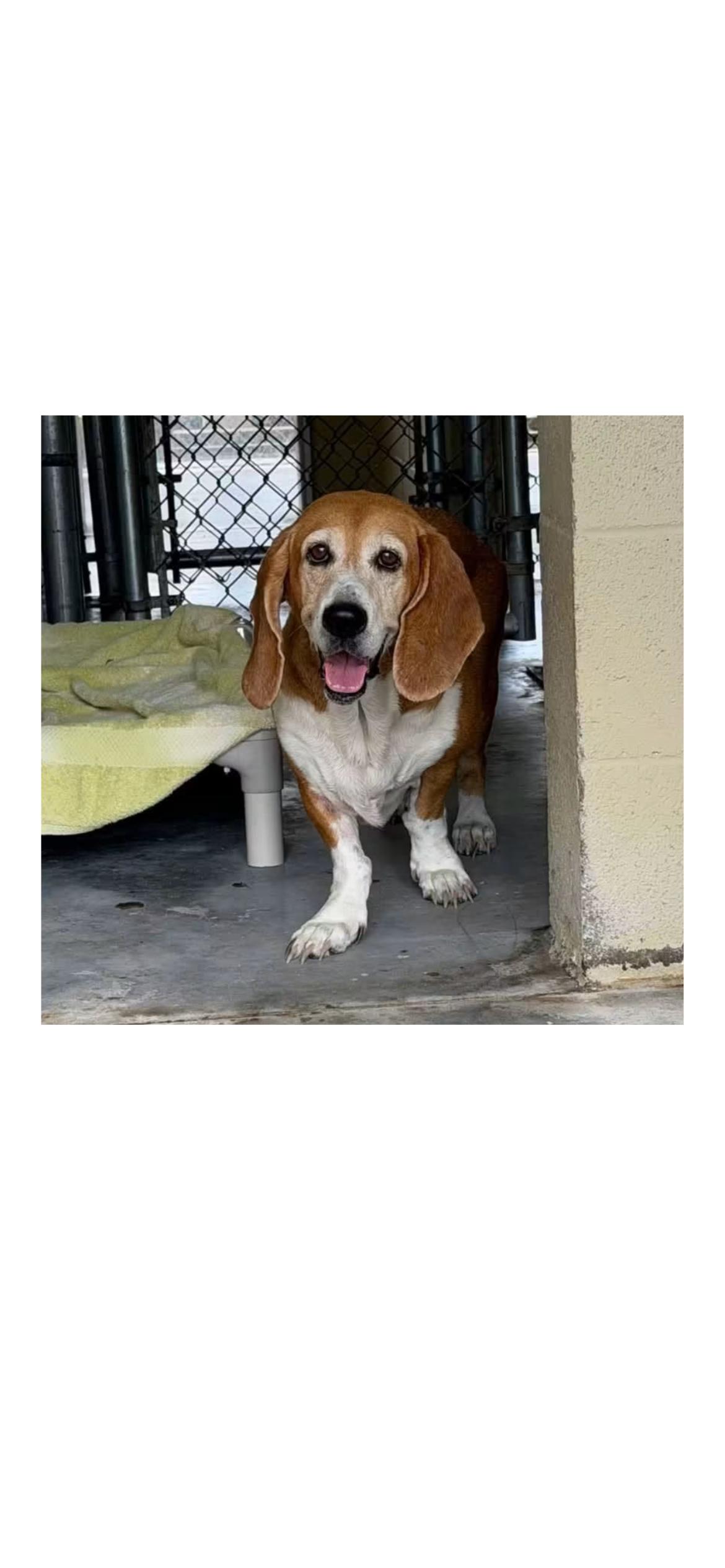 Willa, ADOPTABLE, Adult Female Basset Hound.