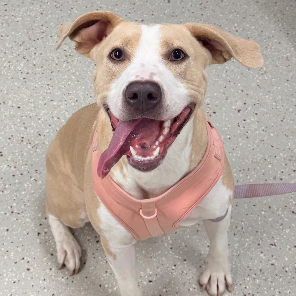 Enlarge Lucy, a Adoptable Pit Bull Terrier in Indianapolis, IN image 1/1