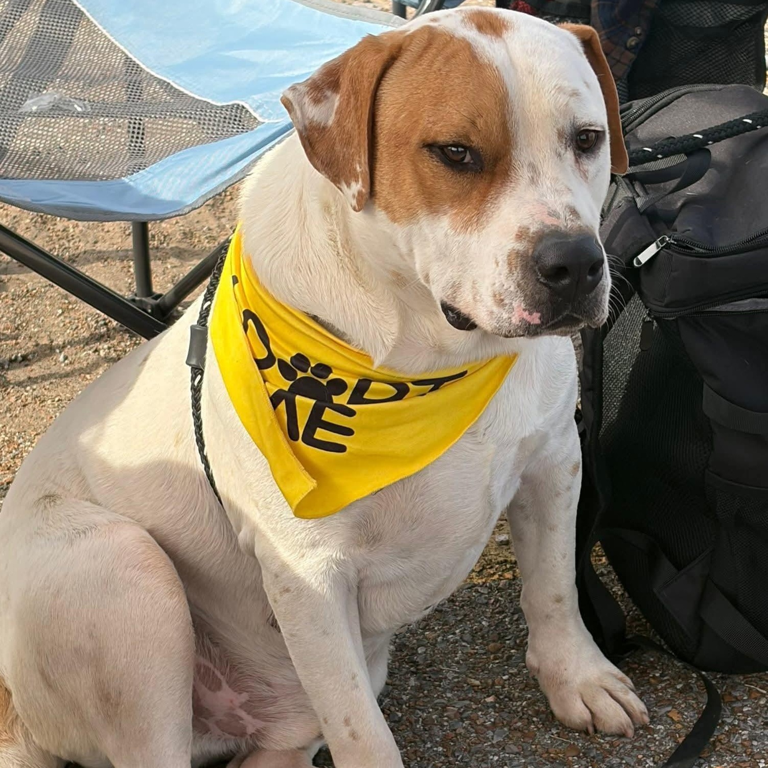 Enlarge Peter, a ADOPTABLE mixed breed in Greenfield, TN image 2/4