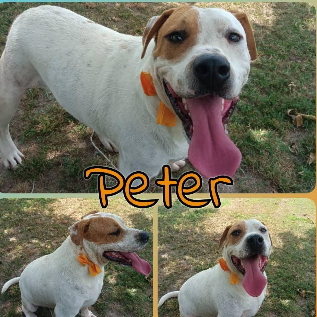 Enlarge Peter, a ADOPTABLE mixed breed in Greenfield, TN image 3/4