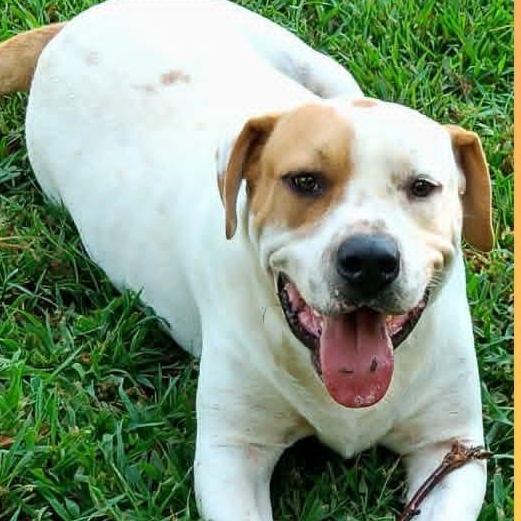 Enlarge Peter, a ADOPTABLE mixed breed in Greenfield, TN image 4/4