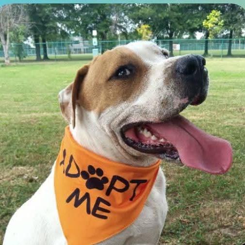 Enlarge Peter, a ADOPTABLE mixed breed in Greenfield, TN image 1/4