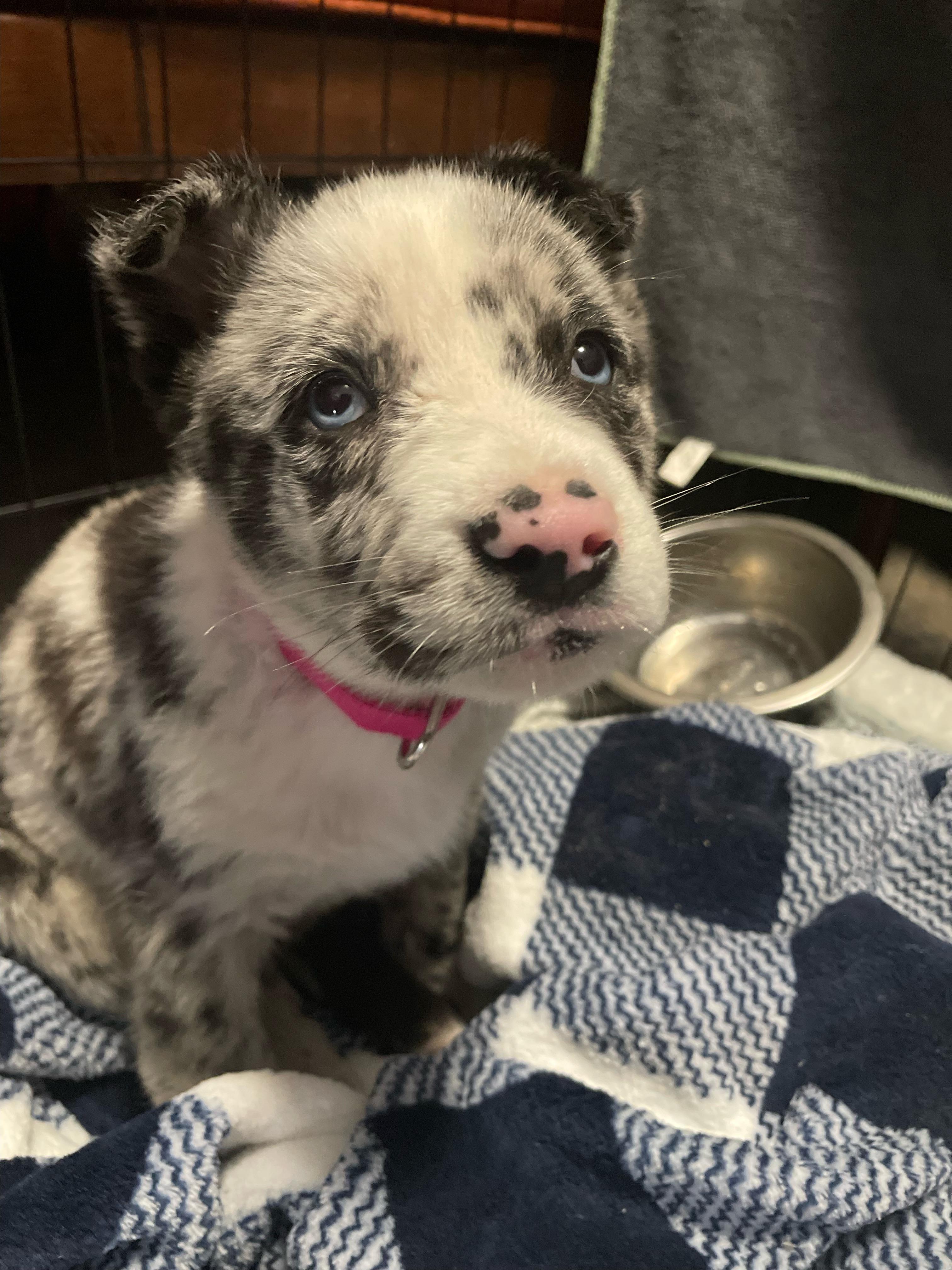 Enlarge Khaleesi, a Adopted mixed breed in Houston, TX image 1/1