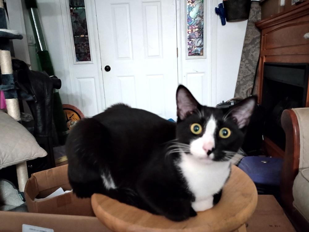 Coconut, a Adoptable Domestic Short Hair in Lorain, OH image 1/6