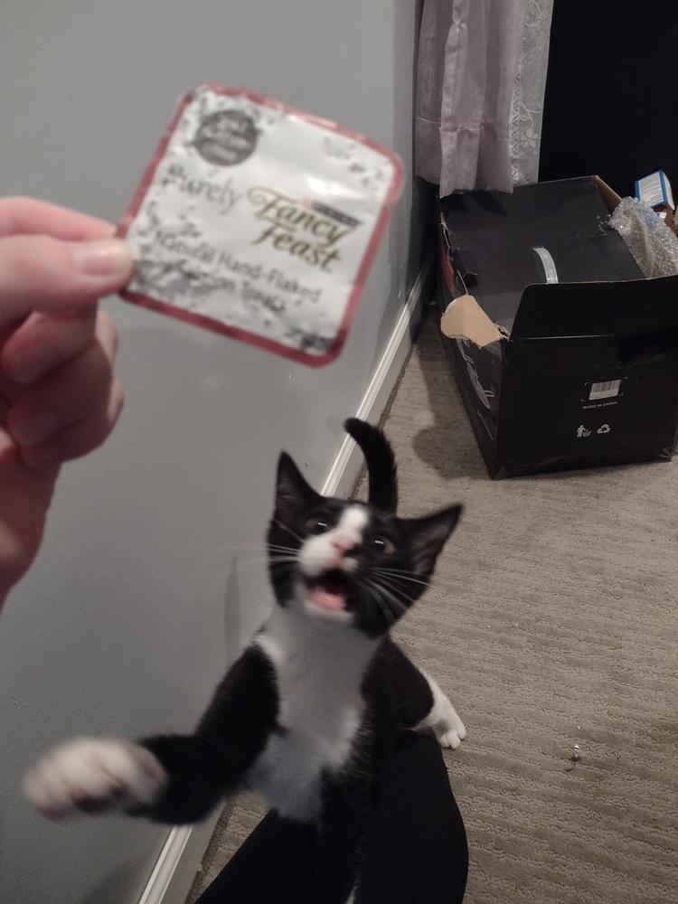 Coconut, a Adoptable Domestic Short Hair in Lorain, OH image 2/6