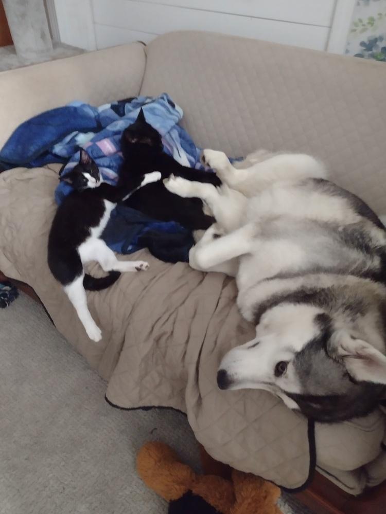 Coconut, a Adoptable Domestic Short Hair in Lorain, OH image 3/6