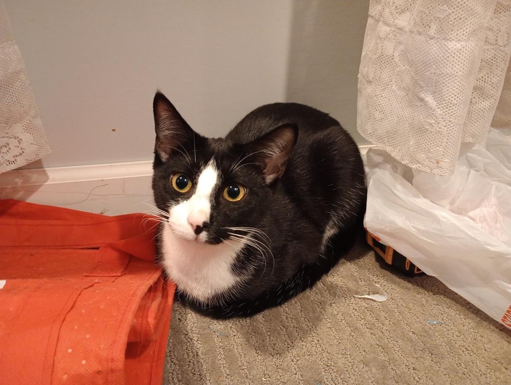 Coconut, a Adoptable Domestic Short Hair in Lorain, OH image 4/6